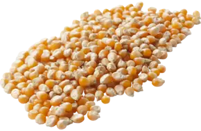 Popcorn mais 500gr